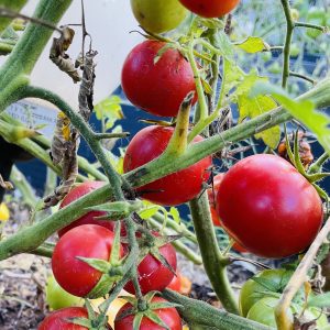 Flera röda tomater på en planta.