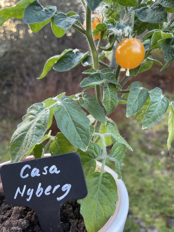 Svart skylt med vit text CASA NYBERG. Skylten sitter i en kruka med en tomatplanta.